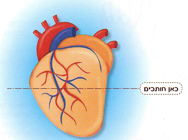 (בספר איור של הלב, היעזרו במנחה)